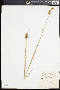 Juncus scirpoides image