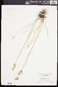 Juncus scirpoides image