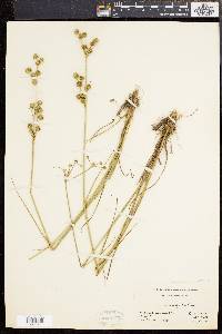 Juncus scirpoides image