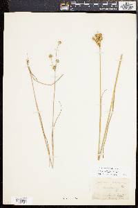 Juncus scirpoides image