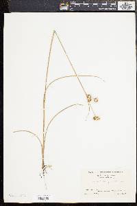 Juncus scirpoides image