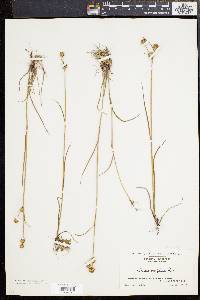 Juncus scirpoides image