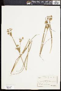 Juncus scirpoides image