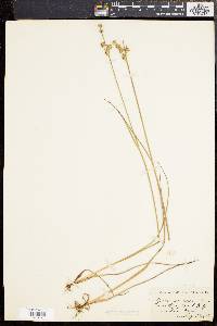 Juncus scirpoides image