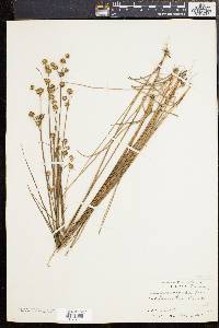 Juncus scirpoides image