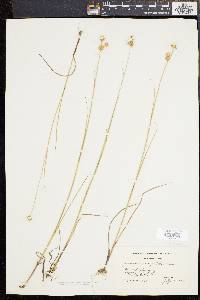 Juncus scirpoides image