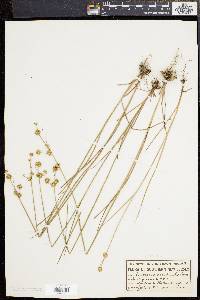 Juncus scirpoides image