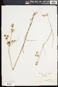 Juncus scirpoides image