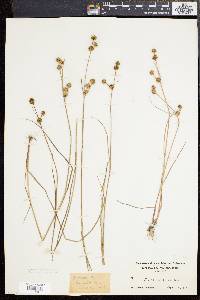 Juncus scirpoides image