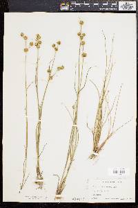 Juncus scirpoides image