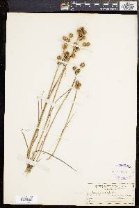 Juncus scirpoides image