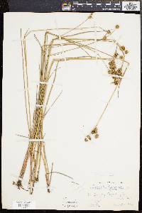 Juncus scirpoides image