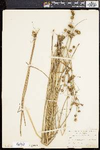 Juncus scirpoides image