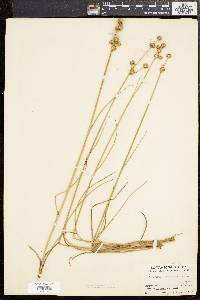 Juncus scirpoides image