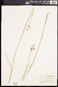 Juncus scirpoides image