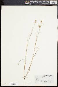 Juncus scirpoides image