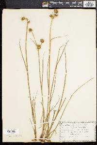 Juncus scirpoides image