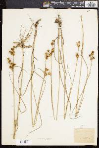 Juncus scirpoides image