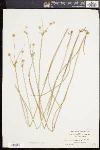 Juncus scirpoides image