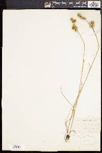 Juncus scirpoides image