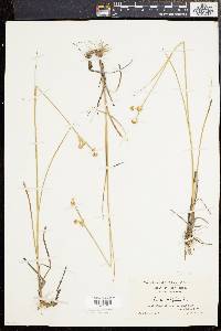 Juncus scirpoides image