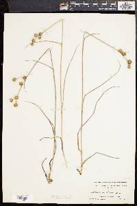 Juncus scirpoides image