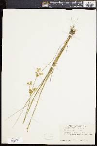 Juncus scirpoides image