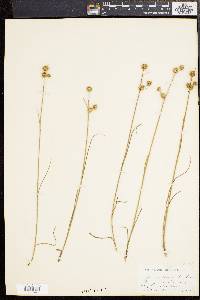 Juncus scirpoides image