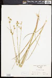 Juncus scirpoides image