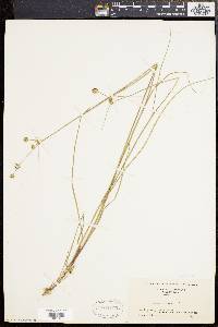 Juncus scirpoides image