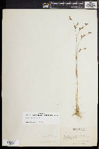 Juncus secundus image