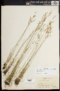 Juncus secundus image