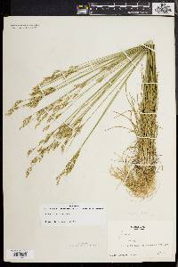 Juncus secundus image