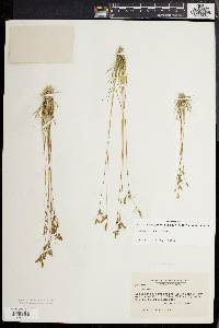 Juncus secundus image