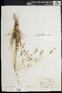 Juncus secundus image