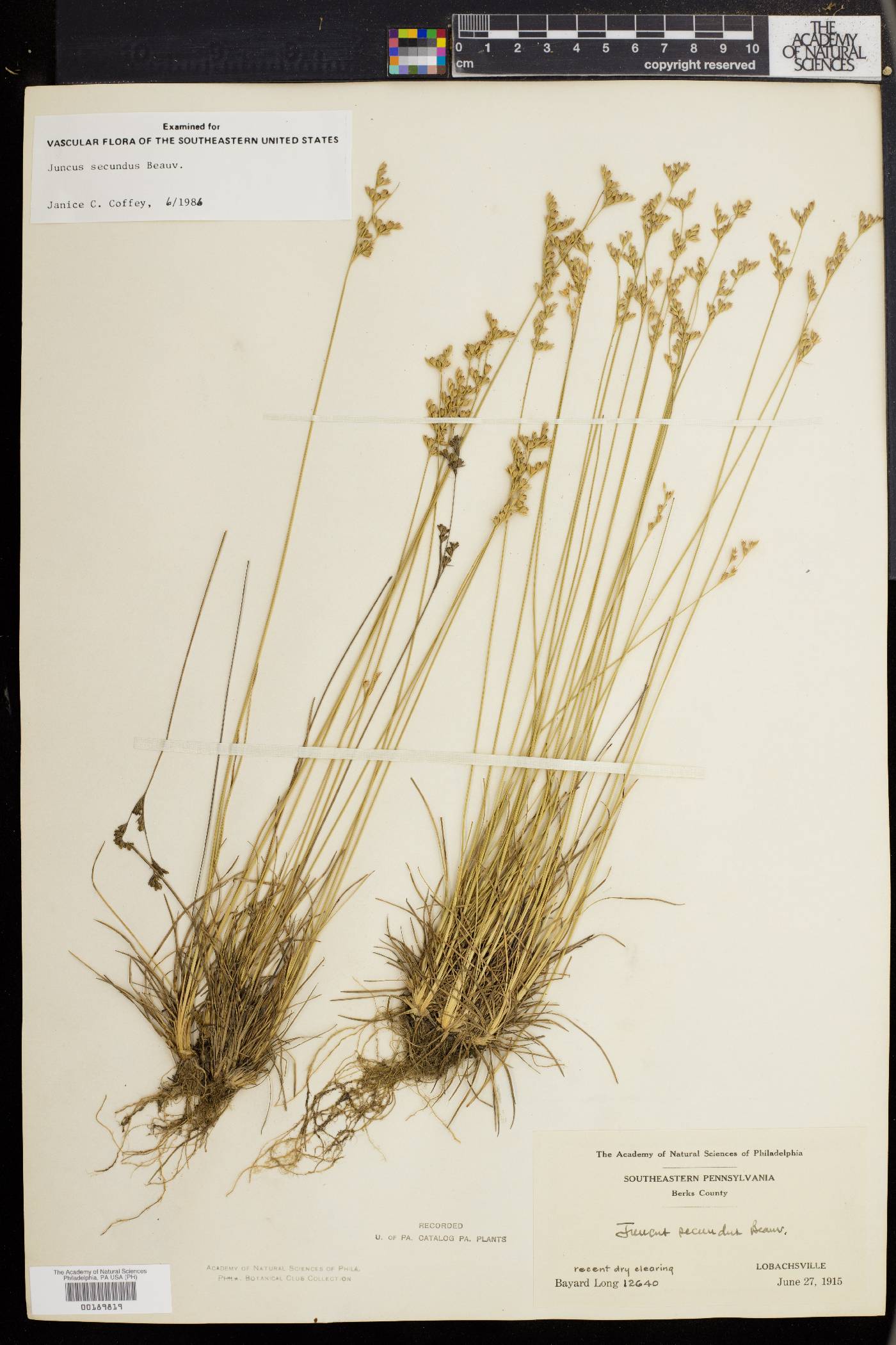 Juncus secundus image