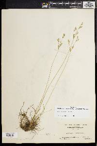 Juncus secundus image