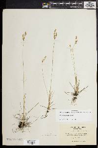 Juncus secundus image