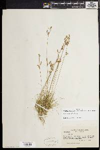 Juncus secundus image