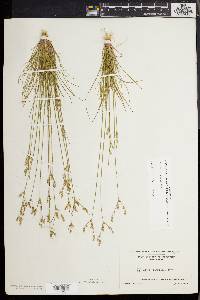 Juncus secundus image