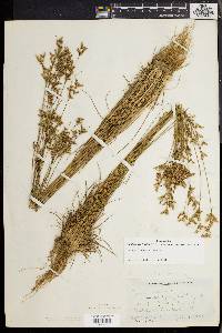 Juncus secundus image