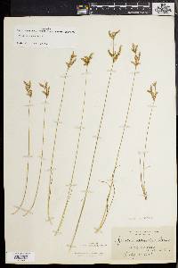 Juncus secundus image