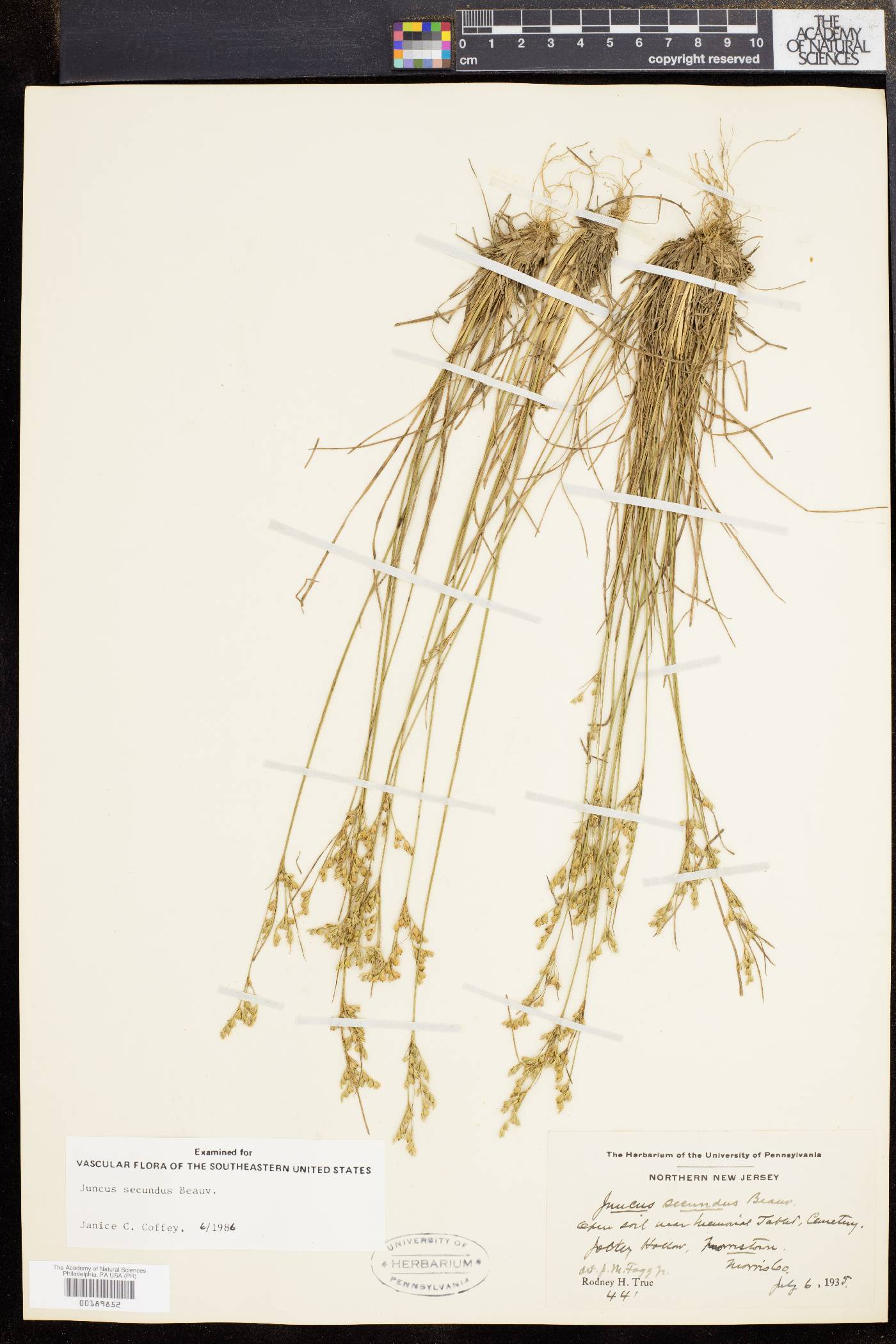 Juncus secundus image