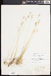 Juncus secundus image