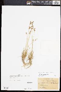 Juncus secundus image