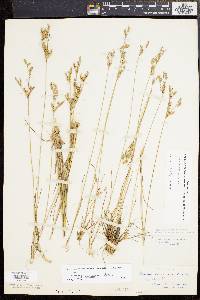 Juncus secundus image