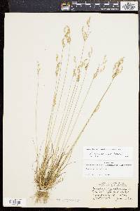 Juncus secundus image