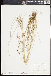 Juncus coriaceus image