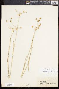 Juncus subcaudatus image