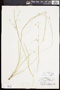 Juncus subcaudatus image